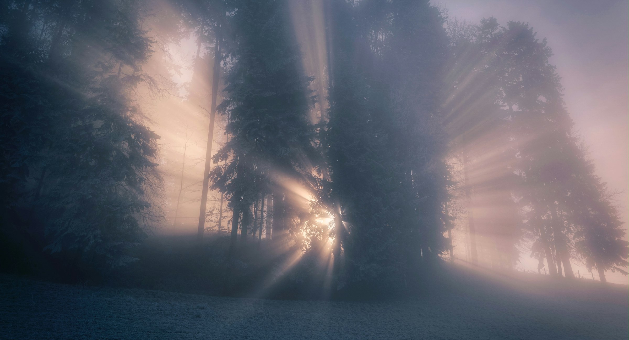 Sun rays breaking through the fog in a forest